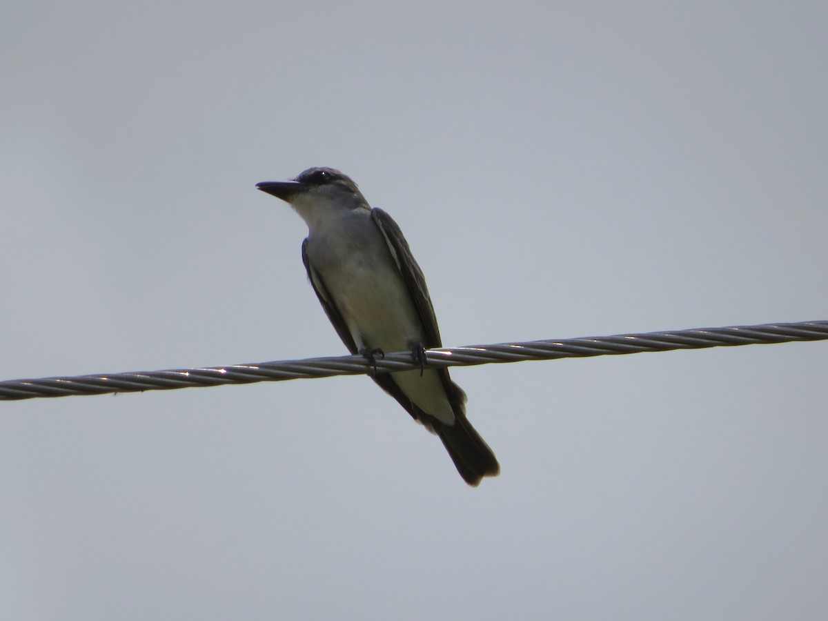 Gray Kingbird - Joshimar Navarro