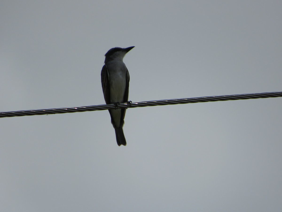 Gray Kingbird - ML612826485