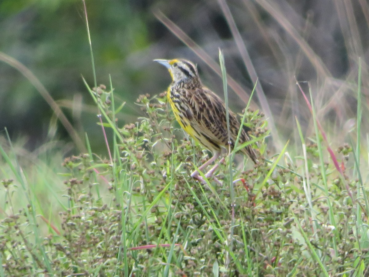 Eastern Meadowlark - Joshimar Navarro