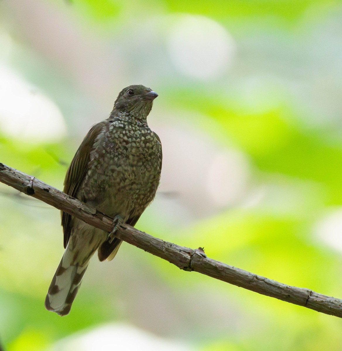 Spotted Honeyguide - Per Smith