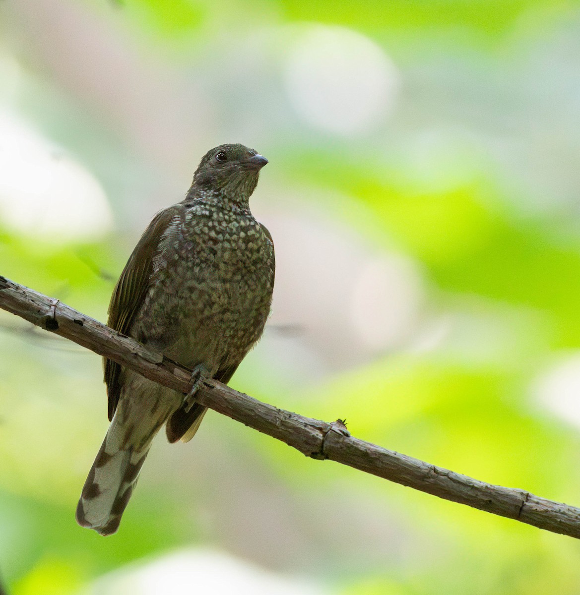 Spotted Honeyguide - ML612826541