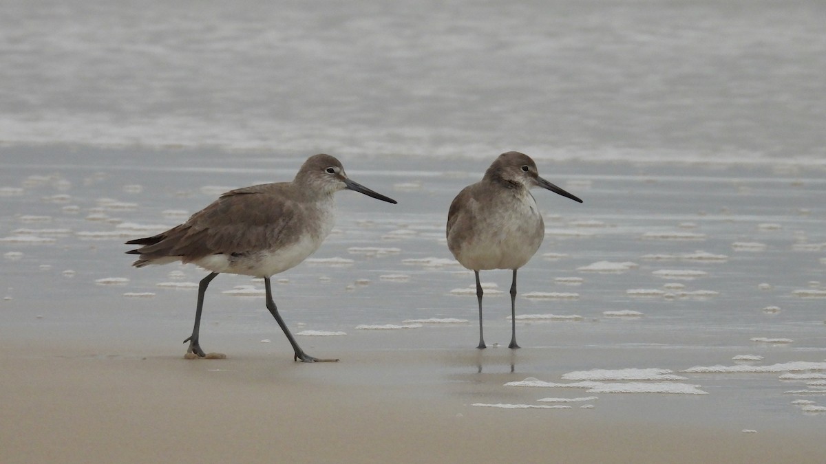 Willet - Tim Forrester