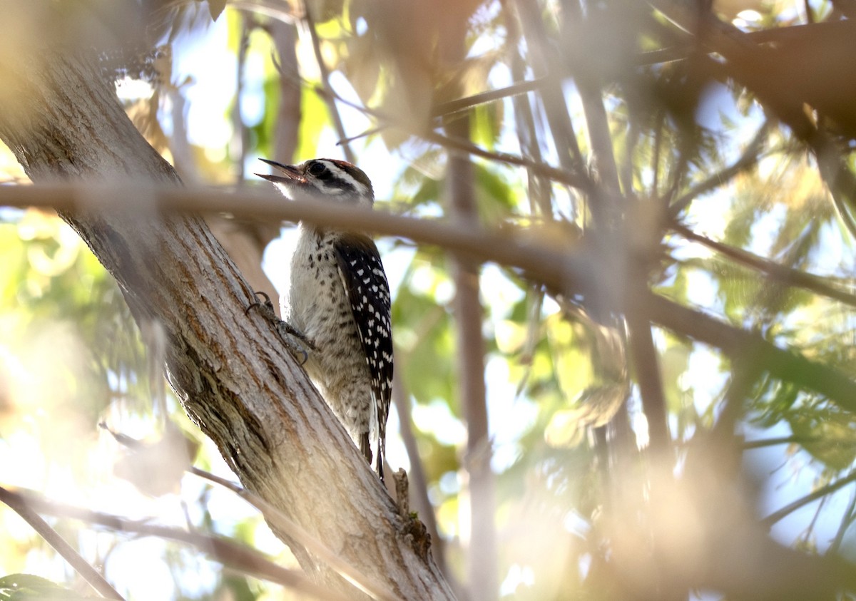 Ladder-backed Woodpecker - ML612826623