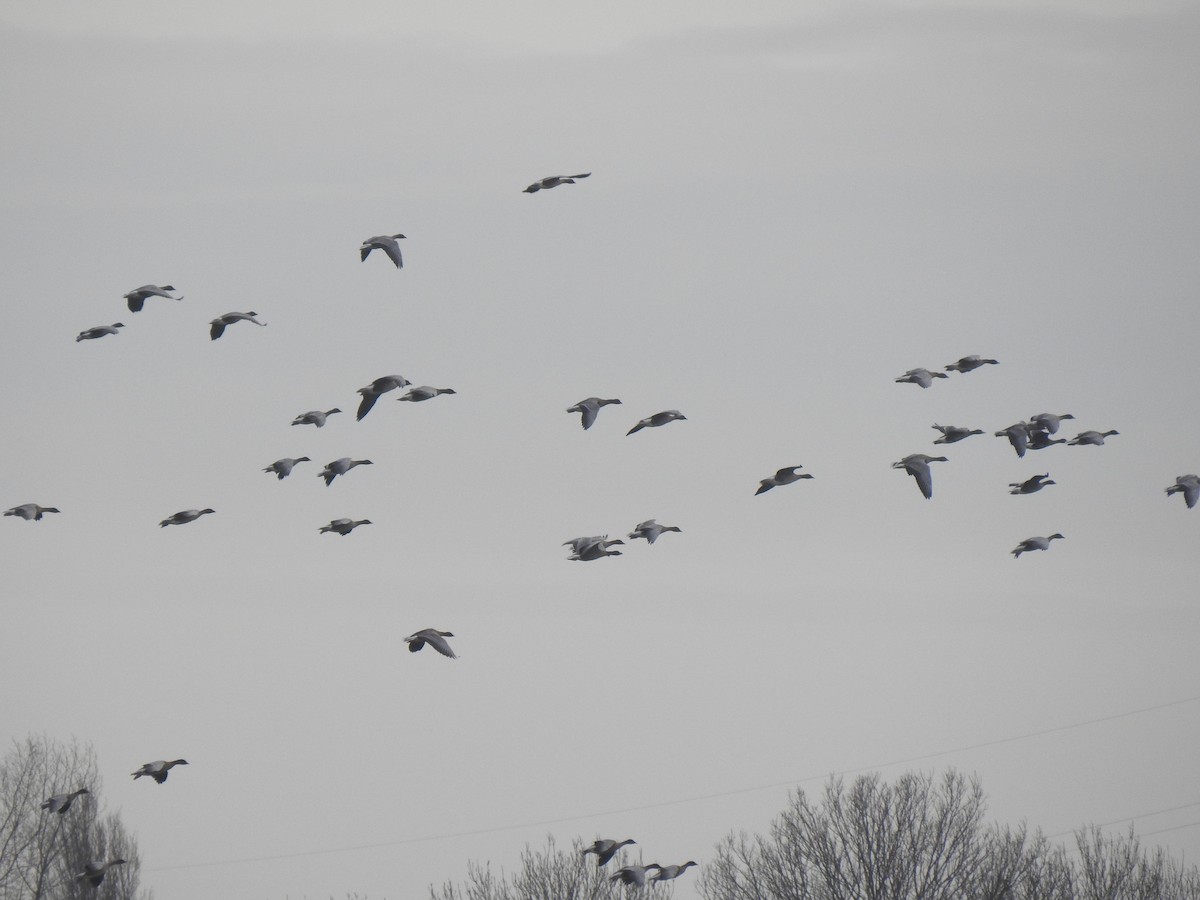 Pink-footed Goose - ML612826679