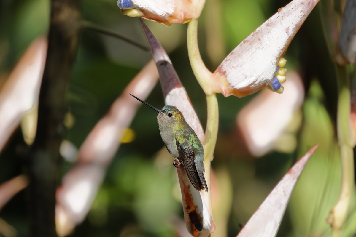 Blue-fronted Lancebill - David Wright