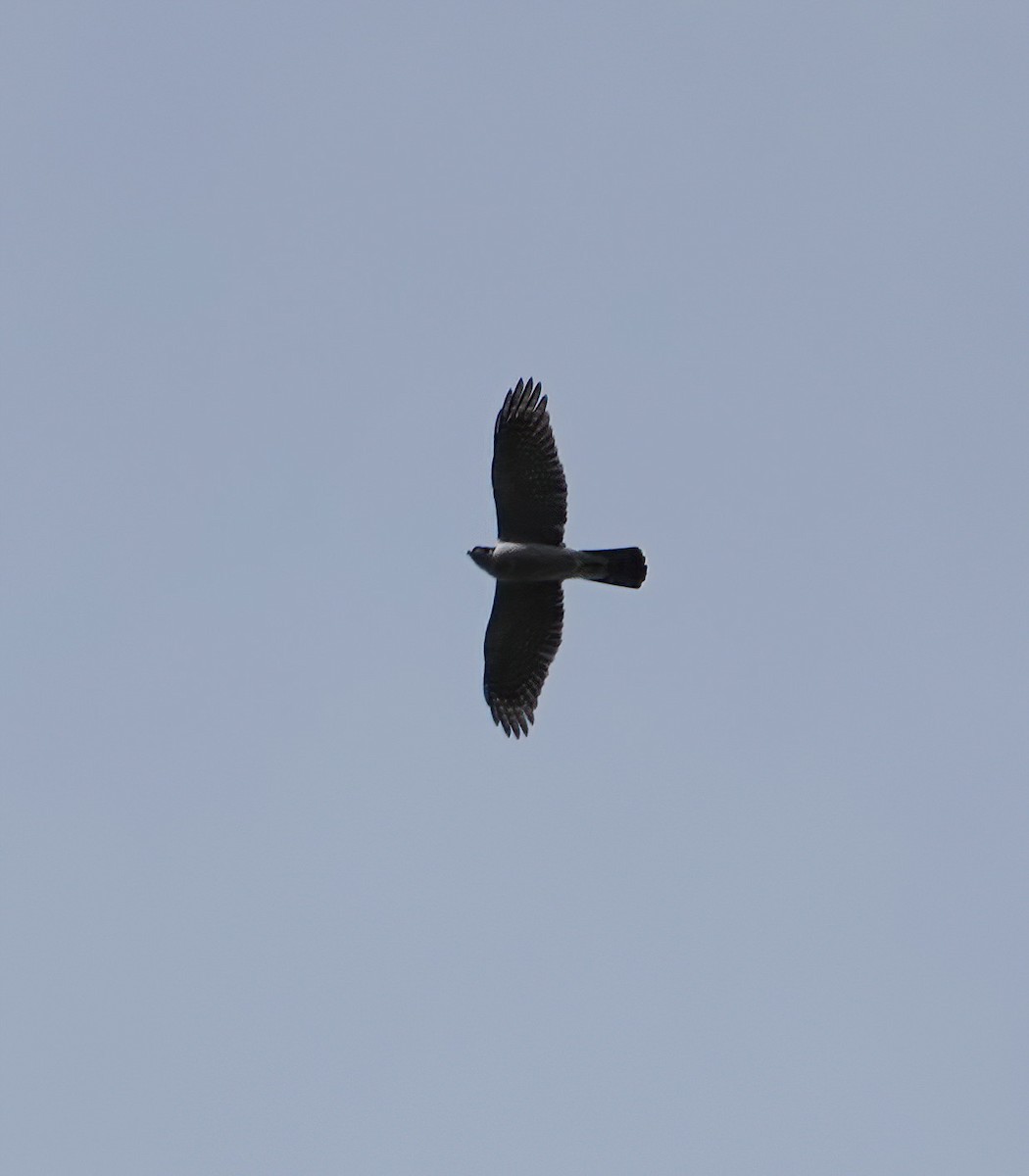 American Goshawk - ML612826856