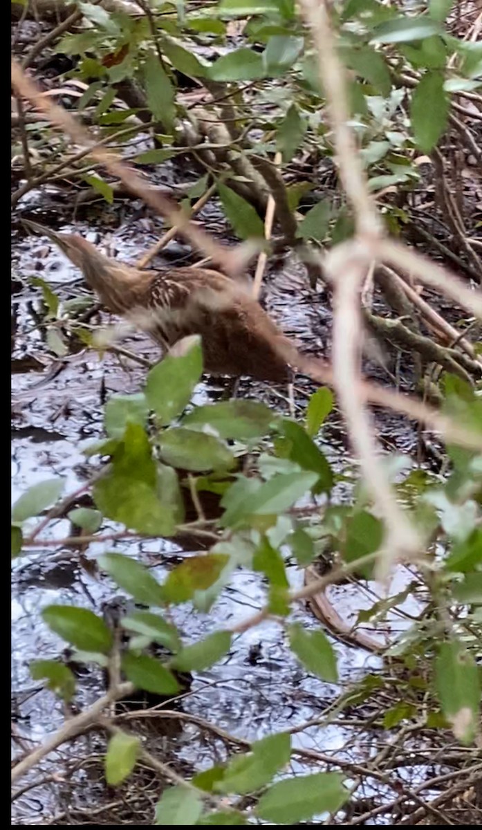 American Bittern - ML612826952