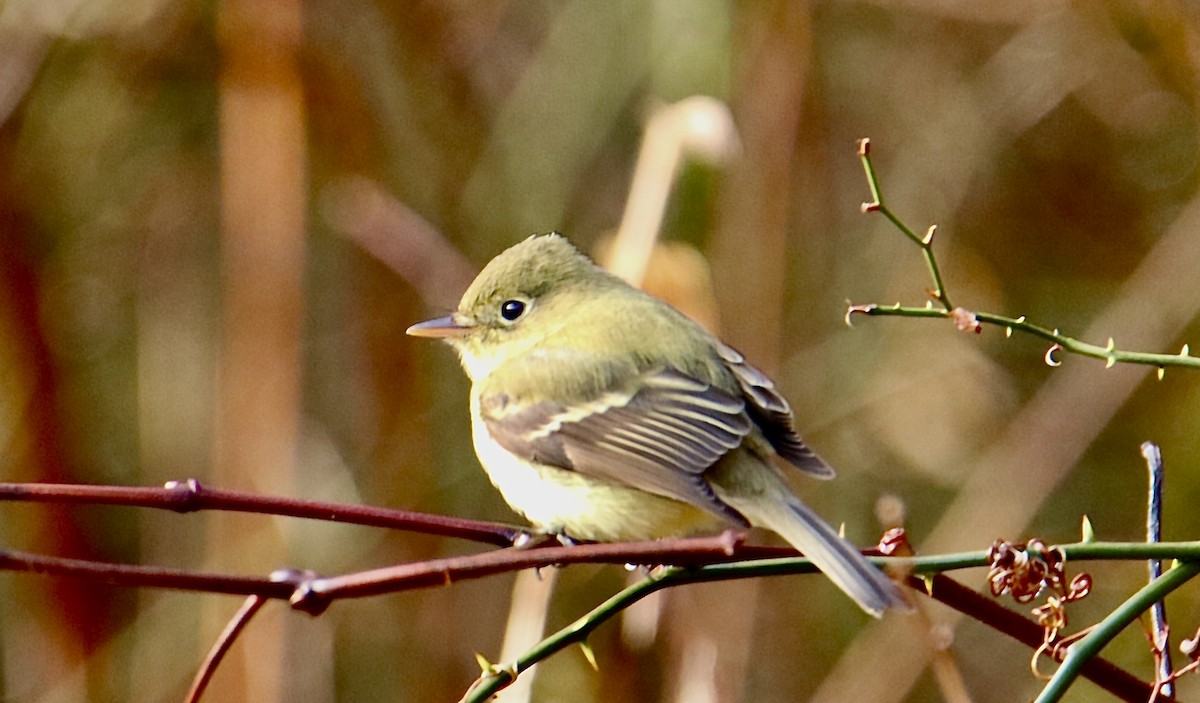 Western Flycatcher - ML612826997