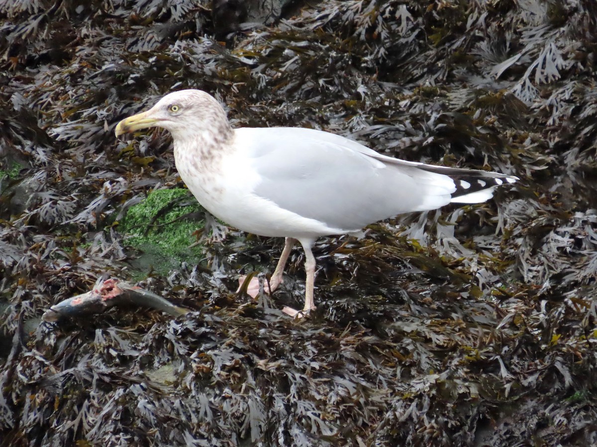 Herring Gull - Mary Beth Kooper