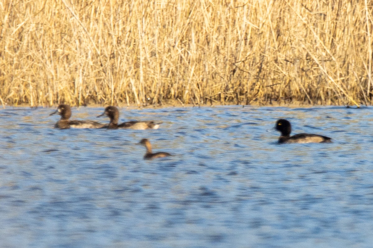 Tufted Duck - ML612827032