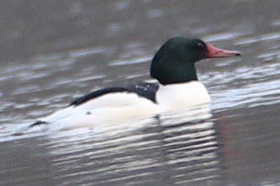 Common Merganser - michael vedder