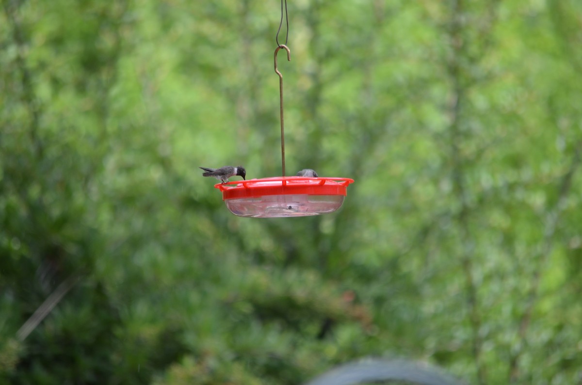 Black-chinned Hummingbird - ML612827104