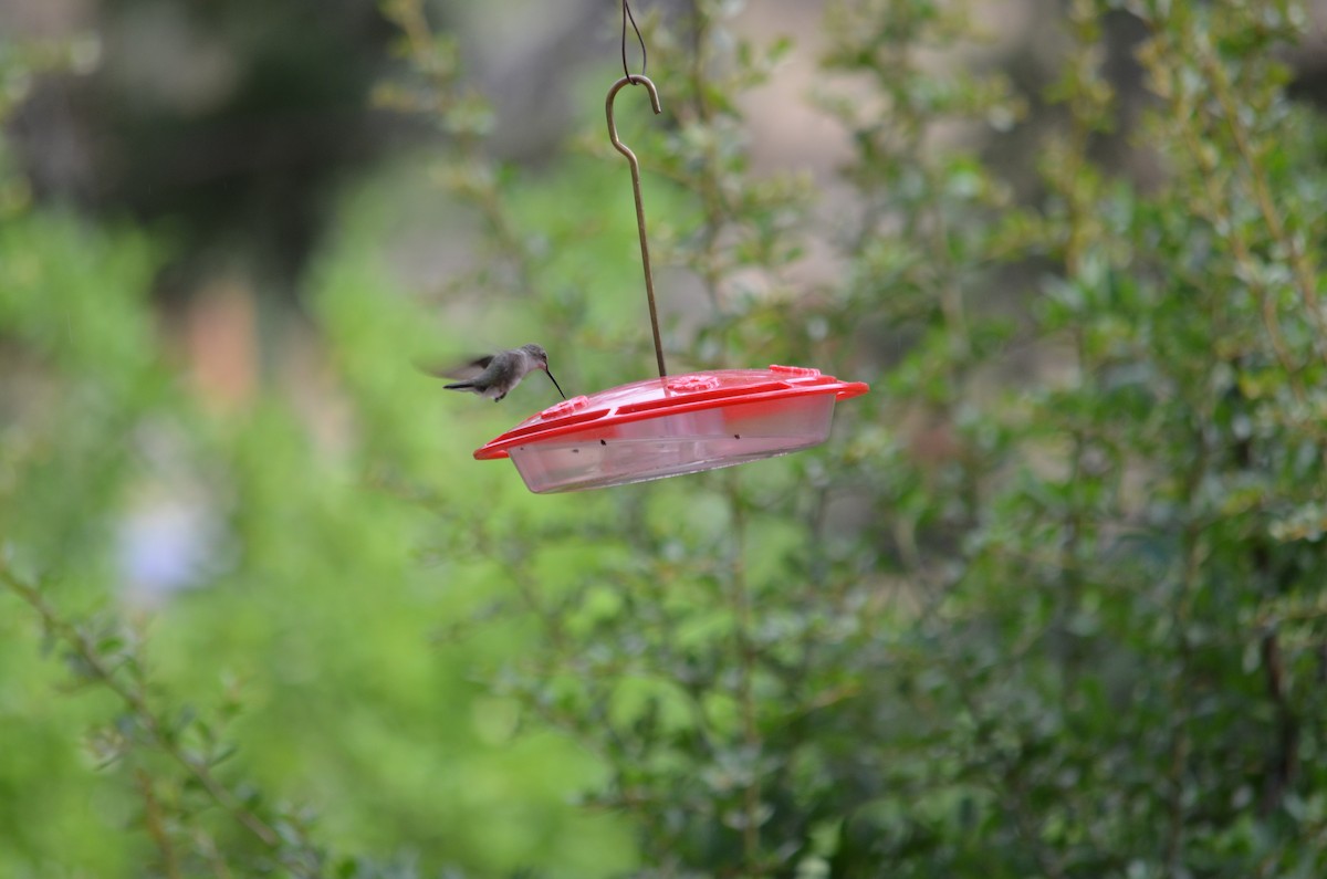 Black-chinned Hummingbird - ML612827105