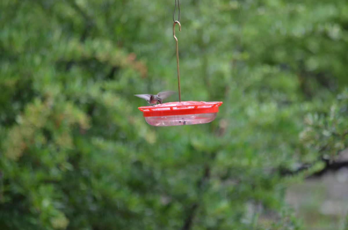 Black-chinned Hummingbird - ML612827116