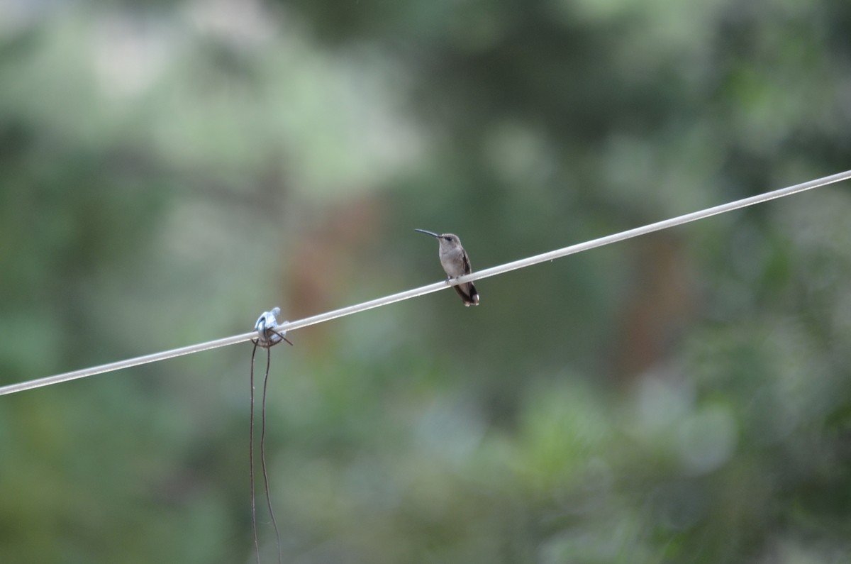 Black-chinned Hummingbird - ML612827117