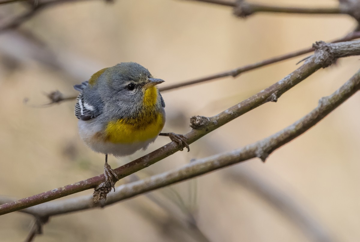 Northern Parula - ML612827139