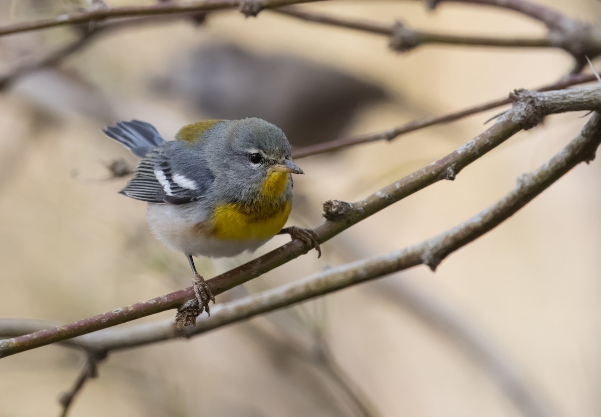 Northern Parula - ML612827140