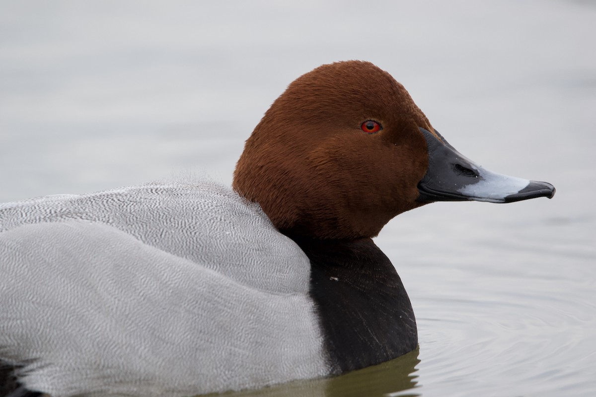 Common Pochard - ML612827248