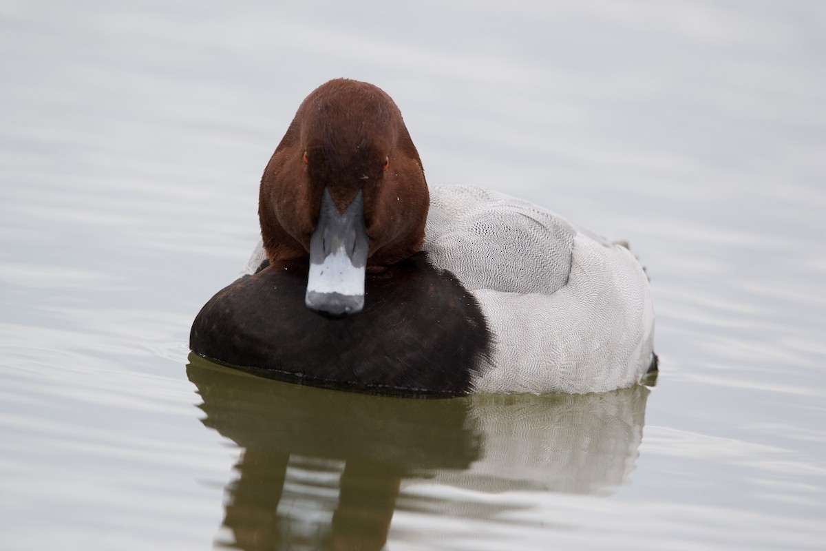 Common Pochard - ML612827250