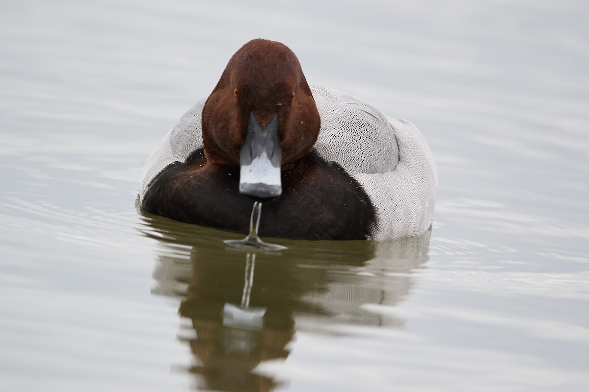 Common Pochard - ML612827253