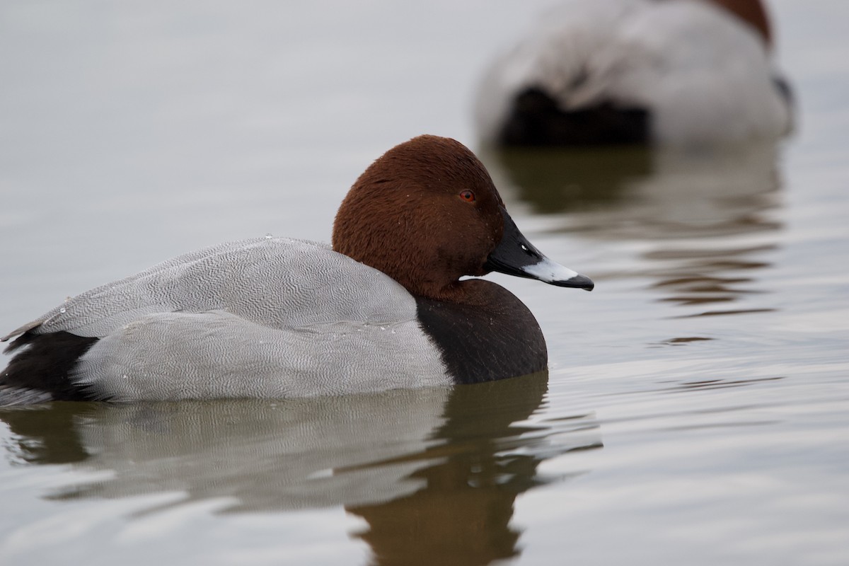 Common Pochard - ML612827259