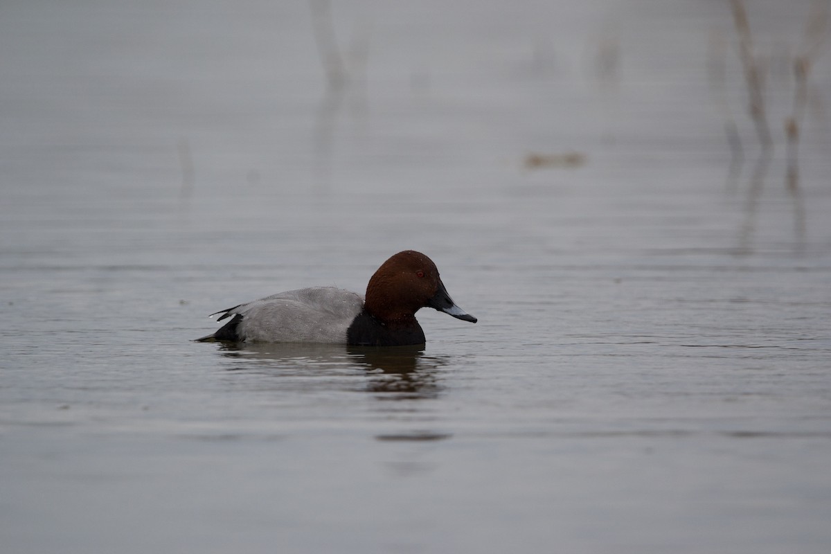 Common Pochard - ML612827280