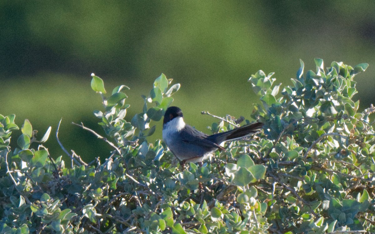 Sardinian Warbler - ML612827295