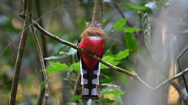 Trogon à tête rouge - ML612827310