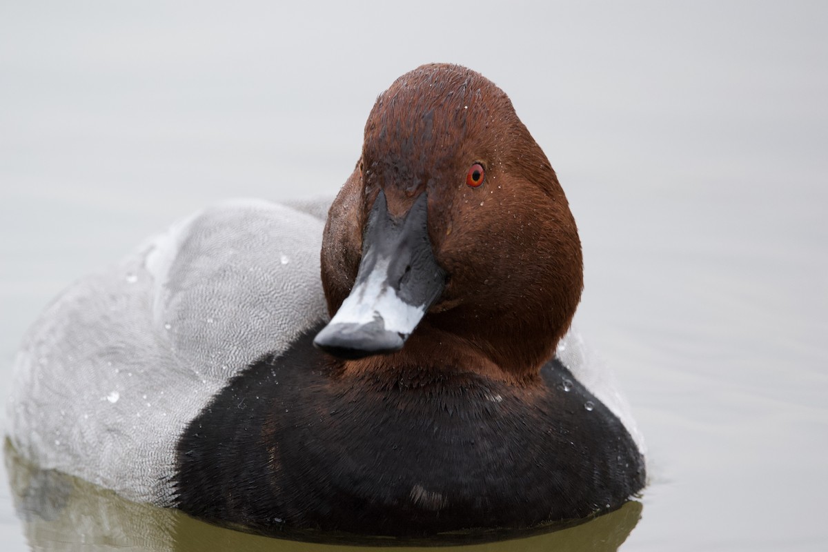 Common Pochard - ML612827323