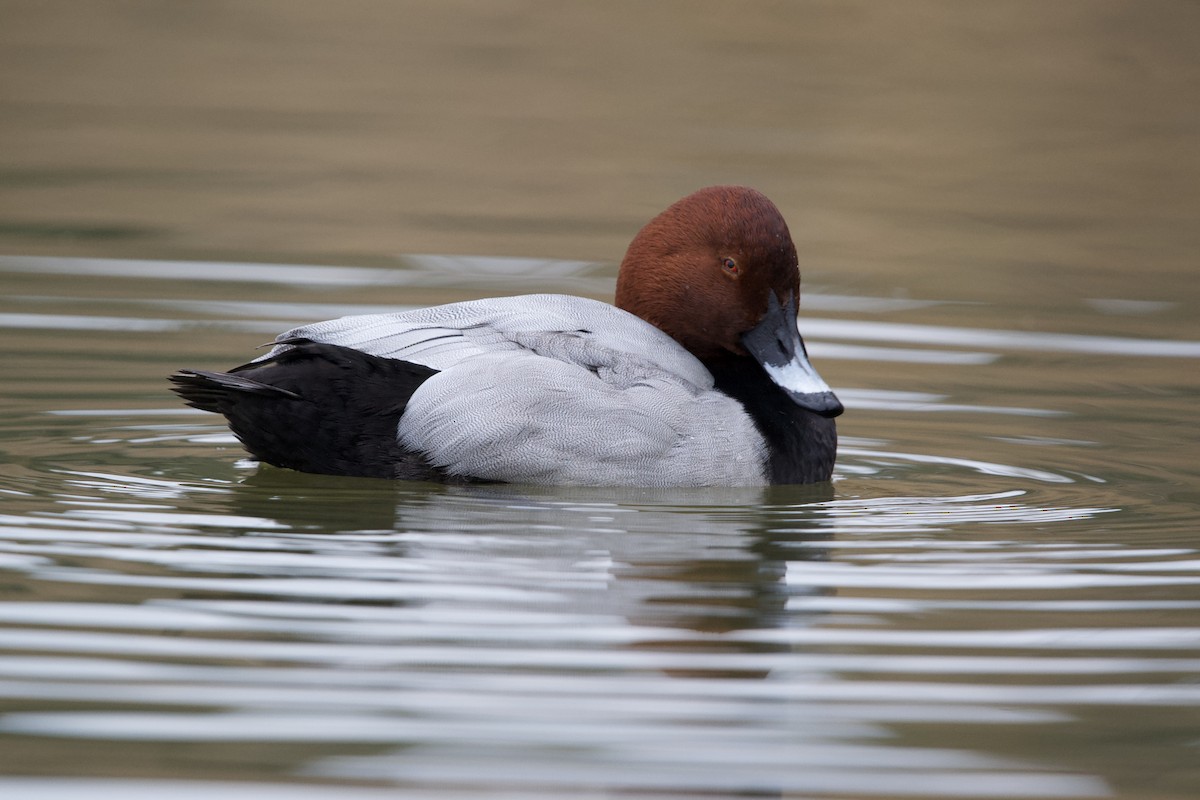 Common Pochard - ML612827348