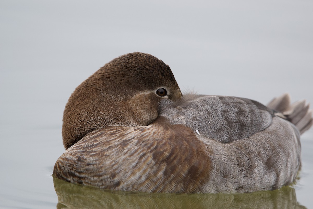 Common Pochard - ML612827352