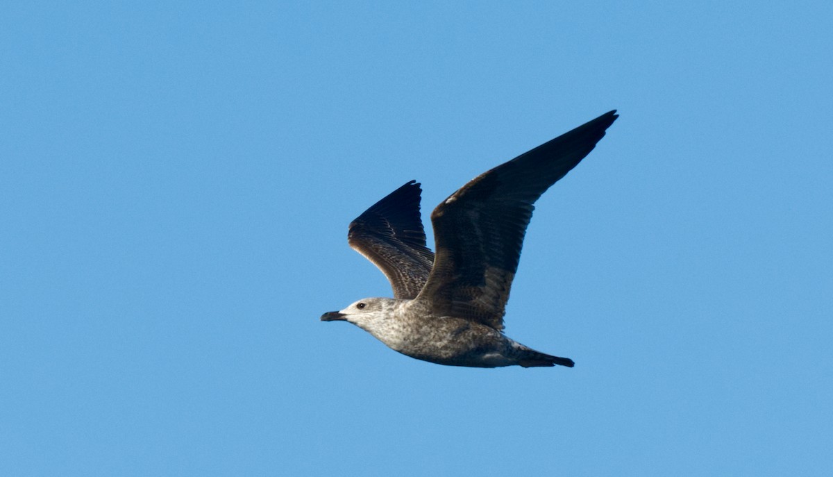 Lesser Black-backed Gull - ML612827353