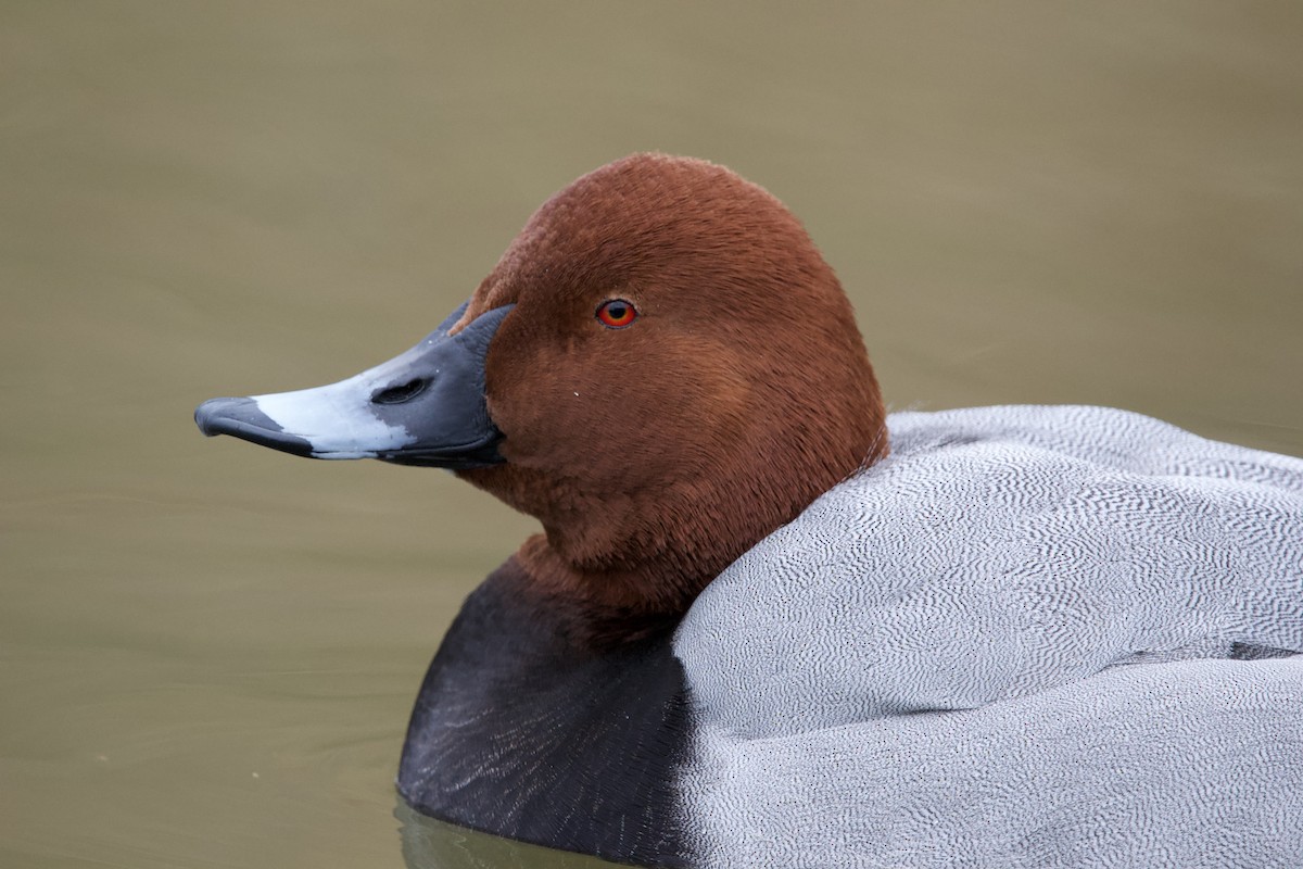 Common Pochard - ML612827360