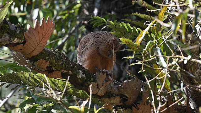 Buffy Fish-Owl - ML612827370