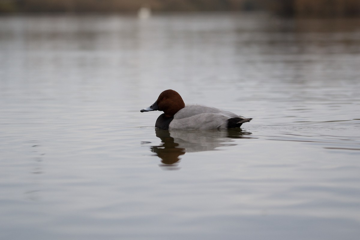 Common Pochard - ML612827387