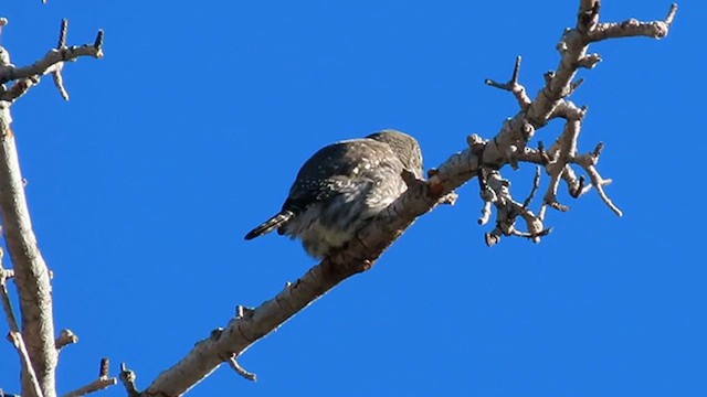 Northern Pygmy-Owl - ML612827423