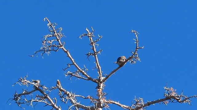 Northern Pygmy-Owl - ML612827425