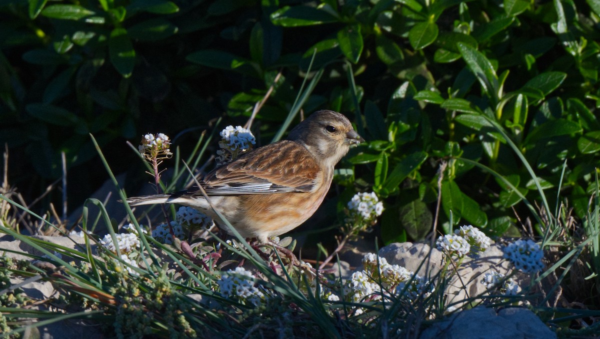 Eurasian Linnet - ML612827448