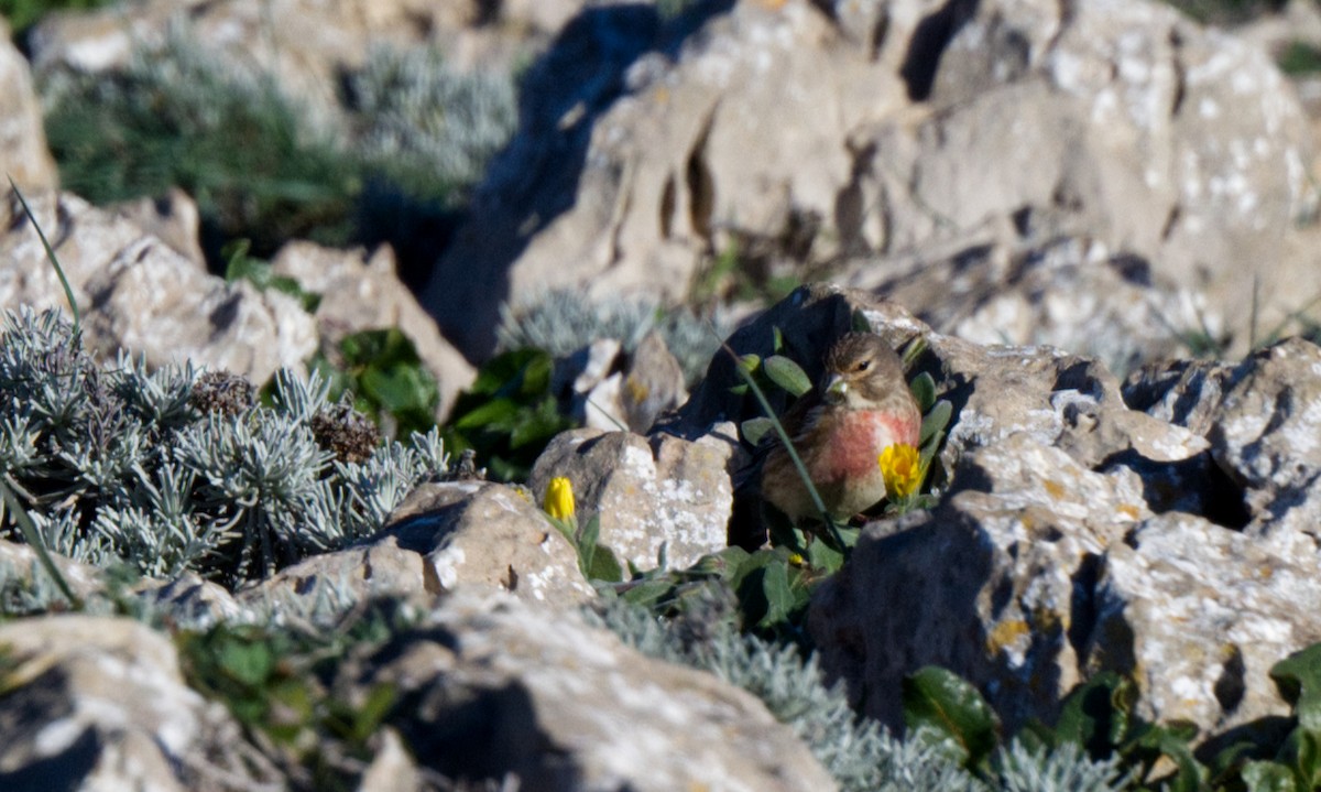 Eurasian Linnet - ML612827451