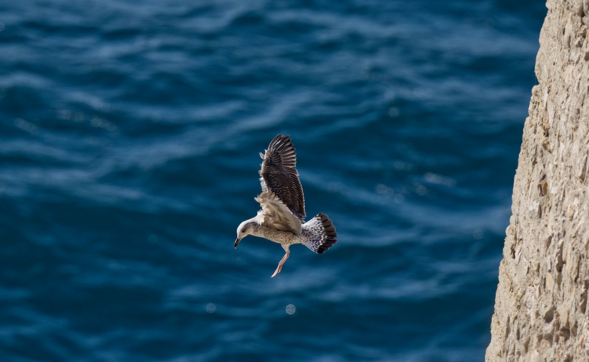 Yellow-legged Gull - ML612827472