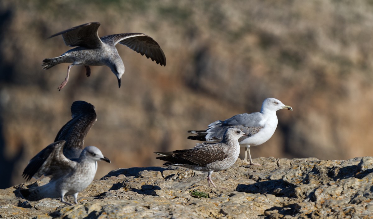 Gaviota Sombría - ML612827476