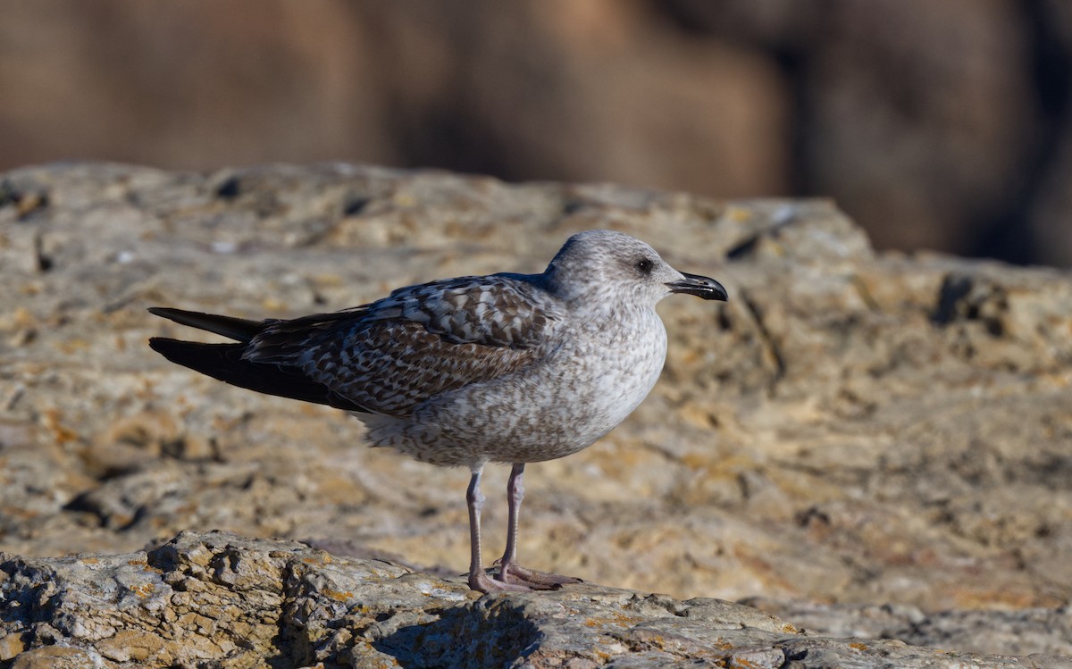 Gaviota Sombría - ML612827496