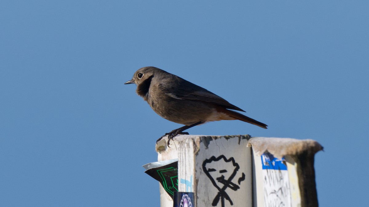 Black Redstart - ML612827535