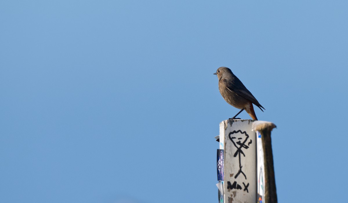 Black Redstart - ML612827536