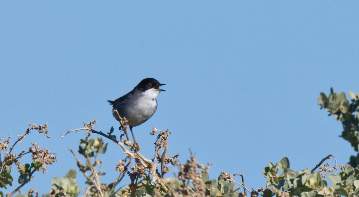 Sardinian Warbler - ML612827547