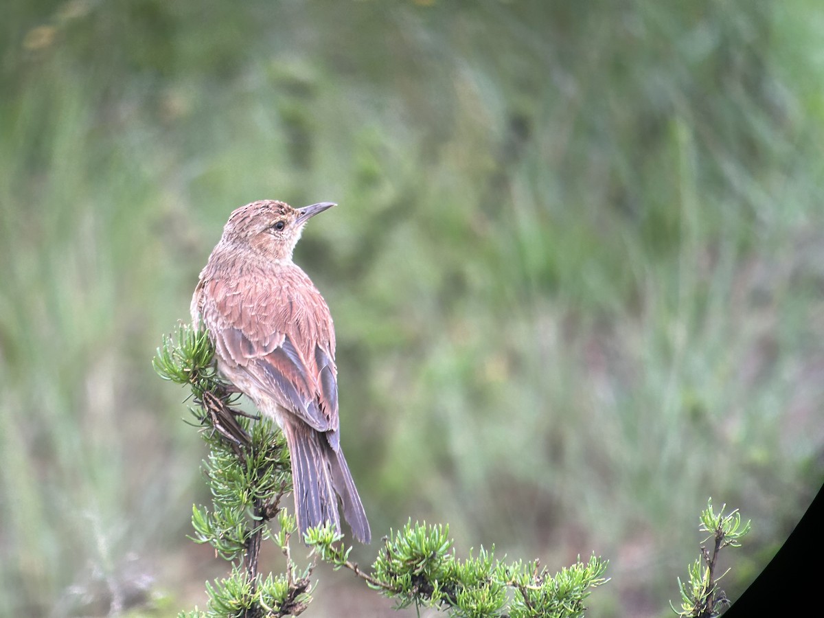 Eastern Long-billed Lark - ML612827552