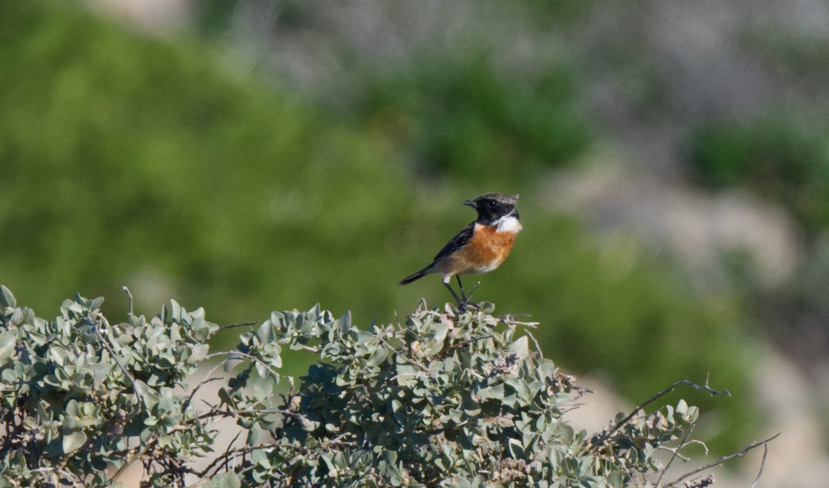 European Stonechat - ML612827560