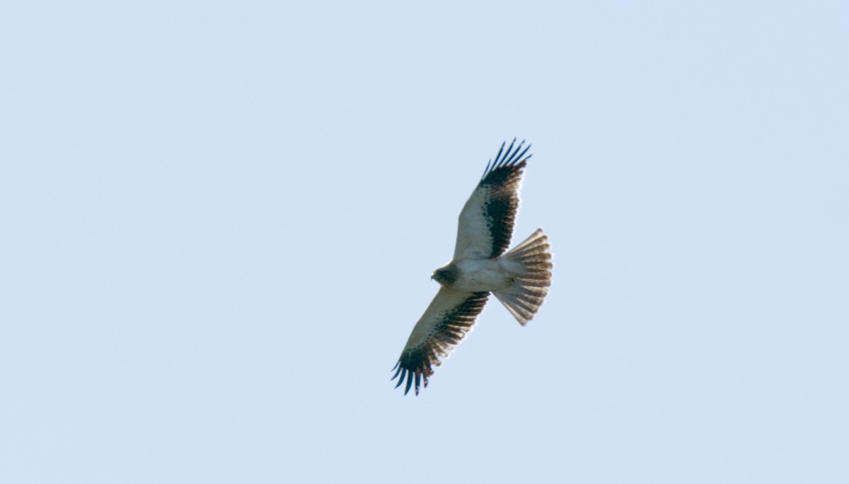 Booted Eagle - ML612827567