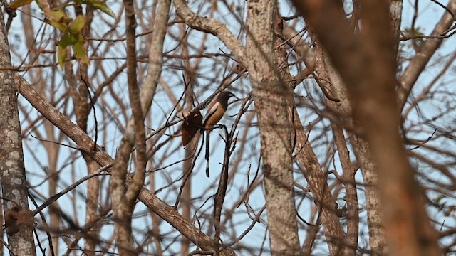 Rufous Treepie - ML612827628