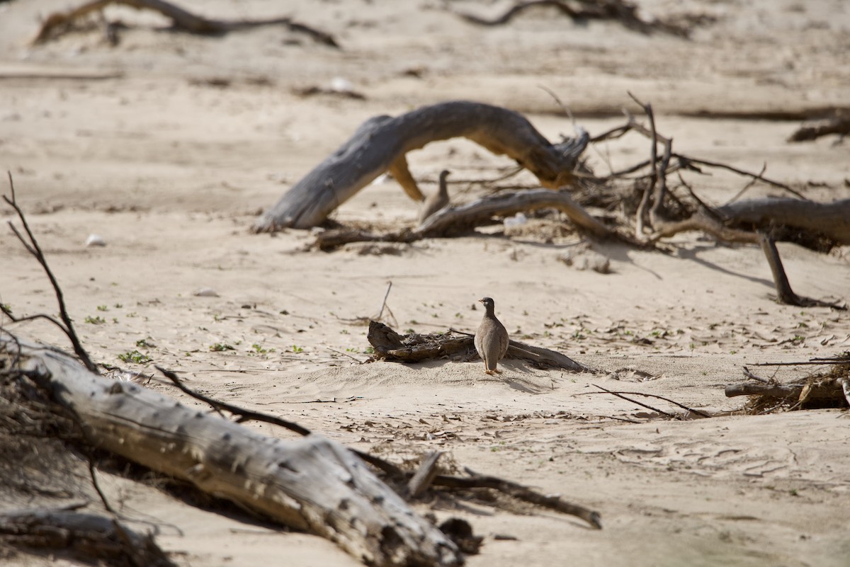 Sand Partridge - ML612827798